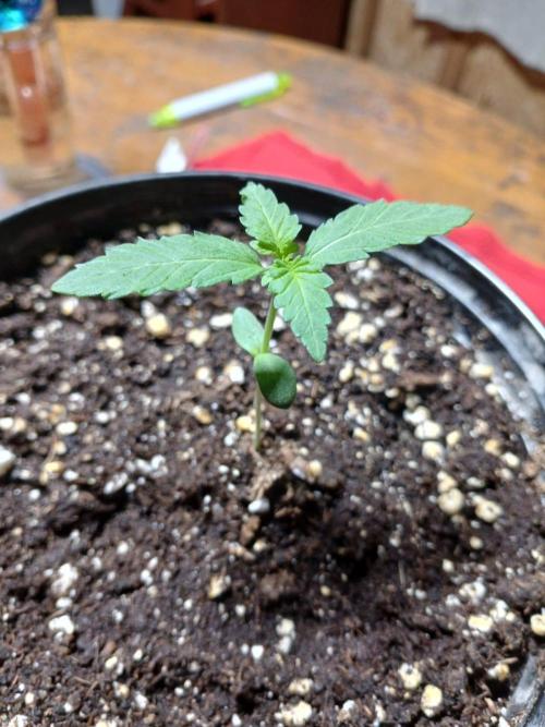 Starting from 0 again, with 3 varieties. Week 1 - Cherry Pie x Mac