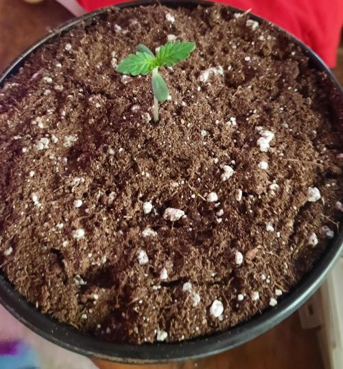 Starting from 0 again, with 3 varieties. Week 1 - Chocotangie x Mac