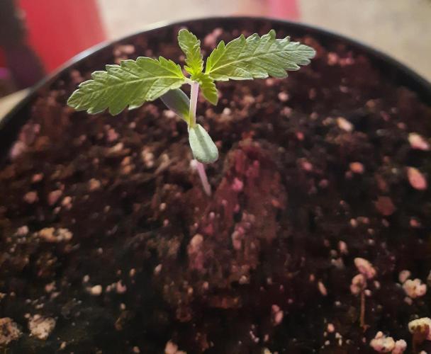 Starting from 0 again, with 3 varieties. Week 1 - Chocotangie x Mac