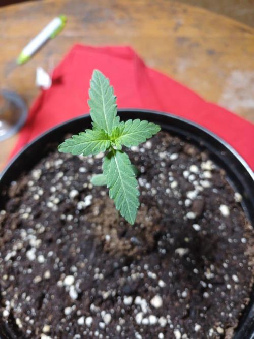 Starting from 0 again, with 3 varieties. Week 1 - Chocotangie x Mac