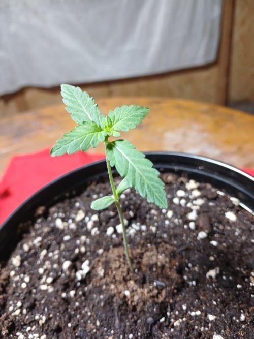 Starting from 0 again, with 3 varieties. Week 1 - Chocotangie x Mac