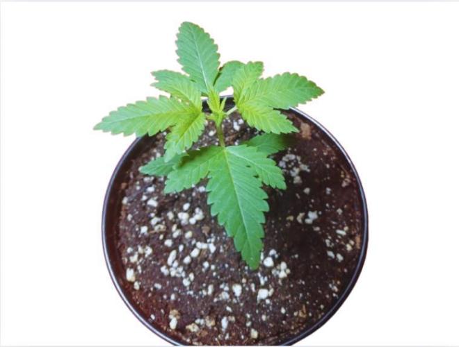 Starting from 0 again, with 3 varieties. Week 2 - Celestial Gas x Thai Food - Start of the second week