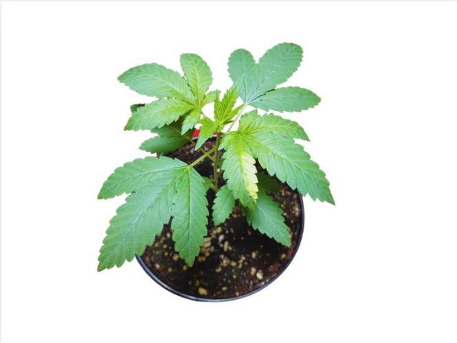 Starting from 0 again, with 3 varieties. Week 2 - Celestial Gas x Thai Food - We're almost done with the second week