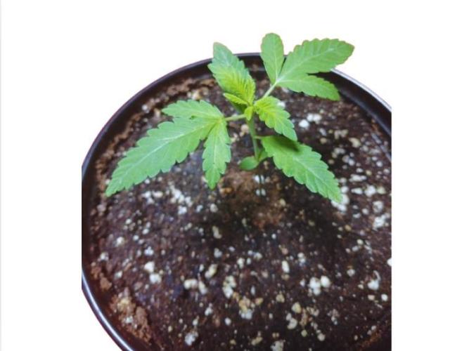 Starting from 0 again, with 3 varieties. Week 2 - Cherry Pie x Mac - Beginning of the second week