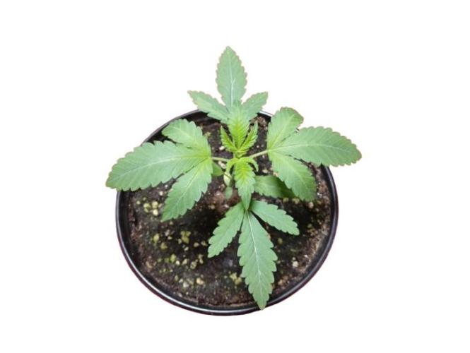 Starting from 0 again, with 3 varieties. Week 2 - Cherry Pie x Mac - Almost finished the second week