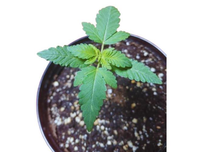 Starting from 0 again, with 3 varieties. Week 2 - Chocotangie x Mac - Beginning of the second week