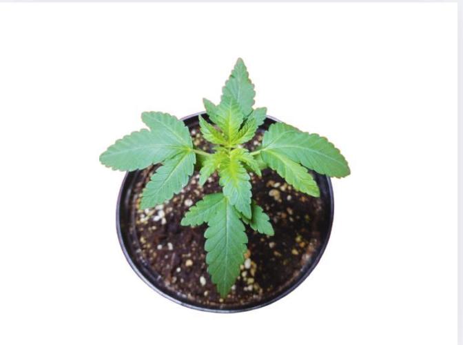 Starting from 0 again, with 3 varieties. Week 2 - Chocotangie x Mac -Almost finishing the second week