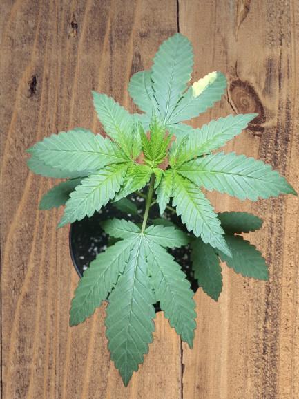 Starting from 0 again, with 3 varieties. Week 3 - Celestial Gas x Thai Food, beginning of week 3