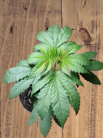 Starting from 0 again, with 3 varieties. Week 3 - Celestial Gas x Thai Food, end of week 3