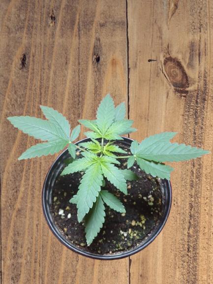 Starting from 0 again, with 3 varieties. Week 3 - Cherry Pie x Mac, beginning of week 3