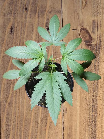 Starting from 0 again, with 3 varieties. Week 3 - Cherry Pie x Mac, end of week 3