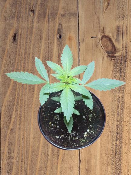 Starting from 0 again, with 3 varieties. Week 3 - Chocotangie x Mac, beginning of the third week