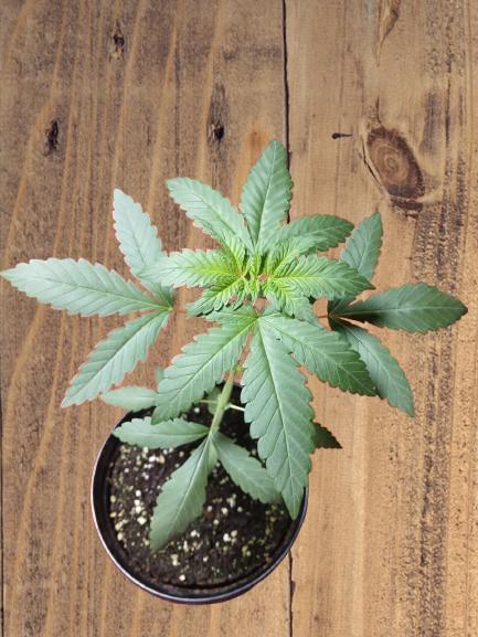 Starting from 0 again, with 3 varieties. Week 3 - Chocotangie x Mac, end of week 3