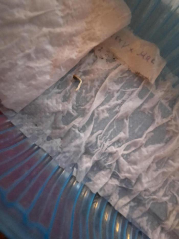 Starting from 0 again, with 3 varieties. Week 0 - A las 24 hrs de ser puestas a germinar se encontraban ya germinadas