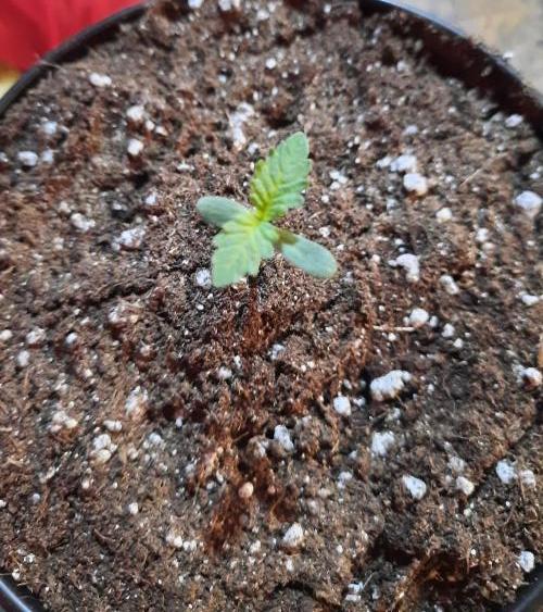 Starting from 0 again, with 3 varieties. Week 1 - Cherry Pie x Mac