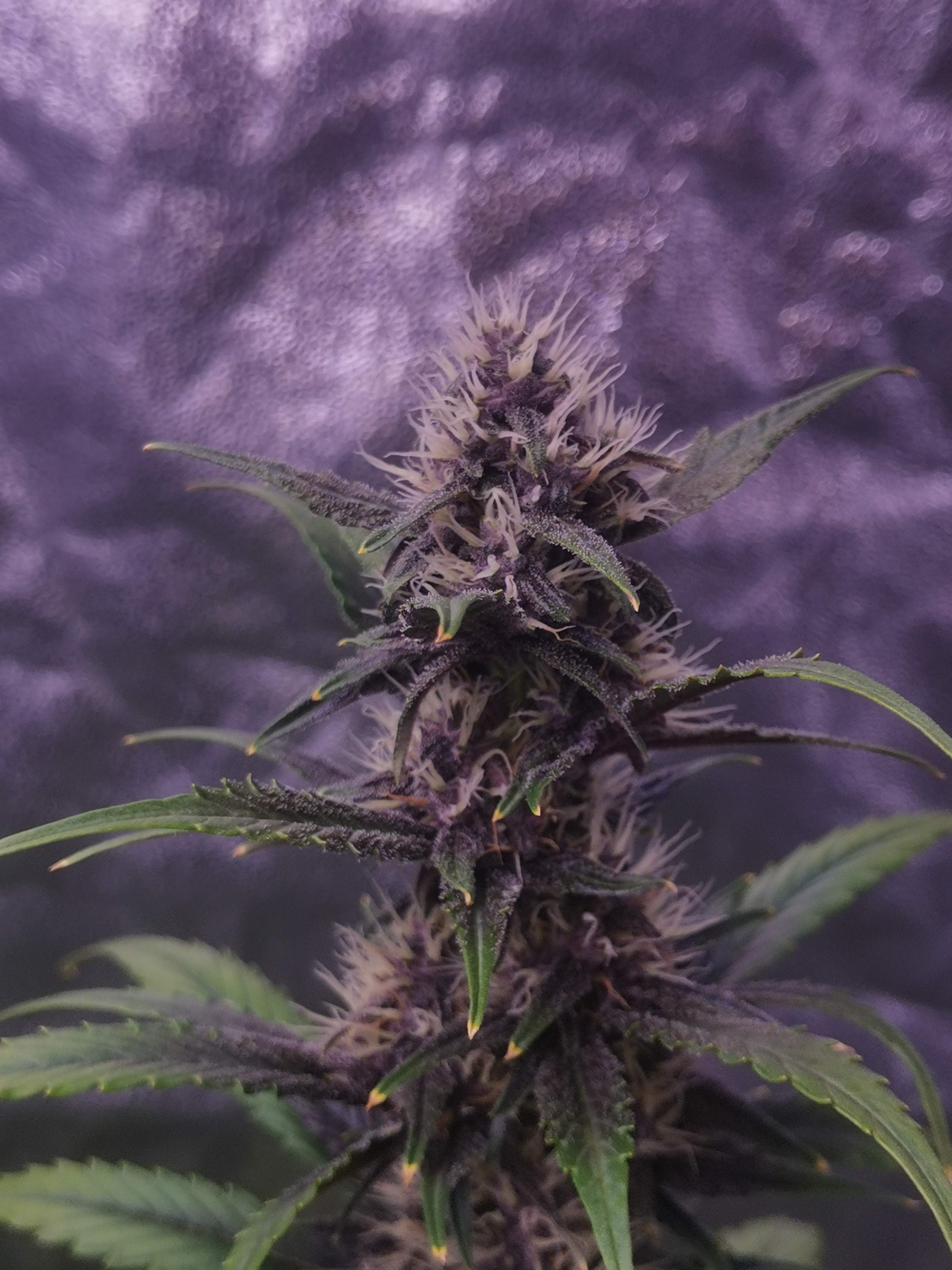 Fast Buds Apricot Auto, Fast Buds Gorilla Zkittlez Auto, Anesia Seeds