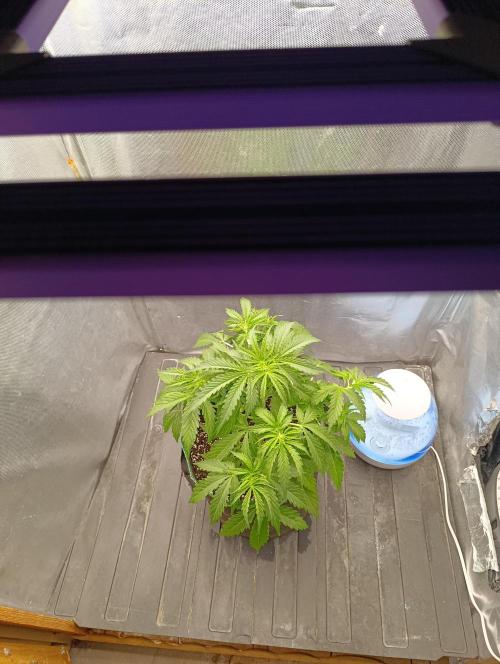 Gorilla auto. Week 4 - Day 30