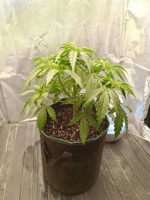 Gorilla auto. Week 4 - Day 30