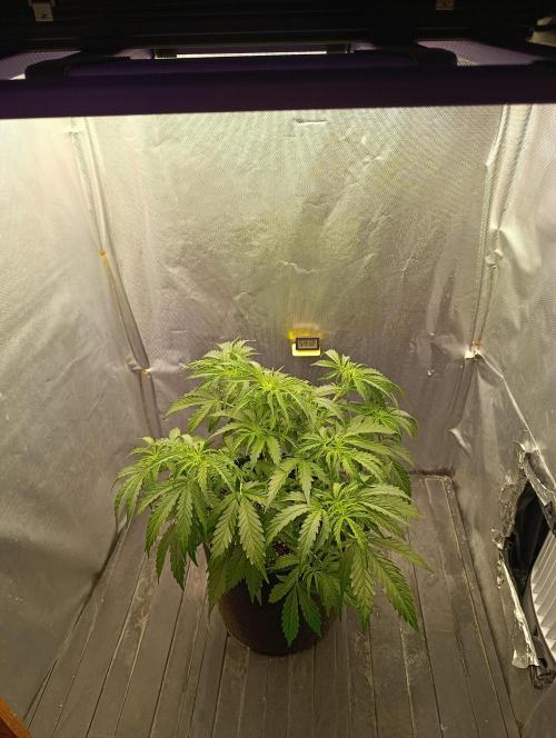 Gorilla auto. Week 5 - Day 33