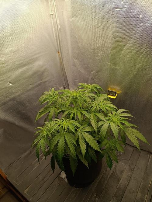 Gorilla auto. Week 5 - Day 33