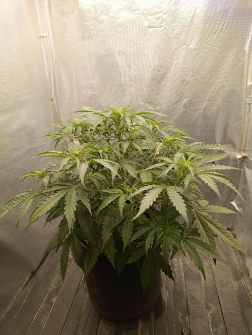 Gorilla auto. Week 5 - Day 40