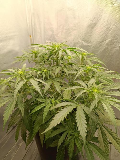 Gorilla auto. Week 5 - Day40