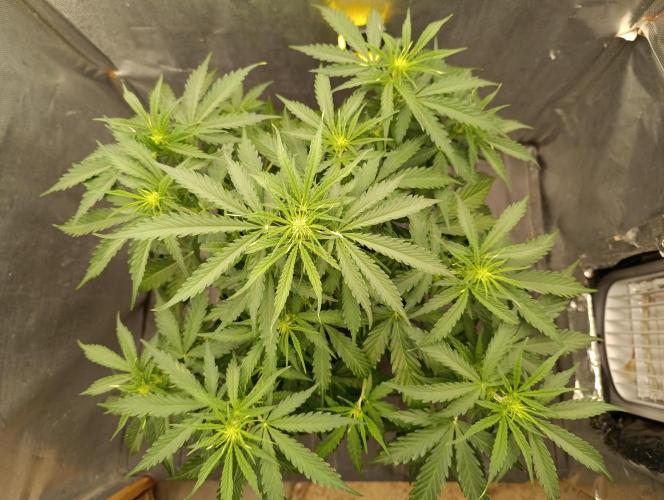 Gorilla auto. Week 5 - Day 40