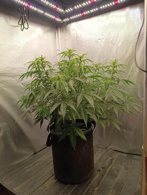 Gorilla auto. Week 6 - Day 45