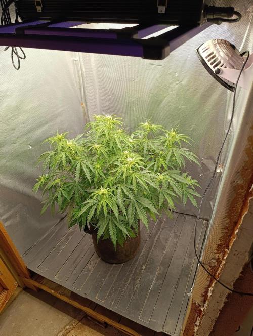 Gorilla auto. Week 6 - Day 45