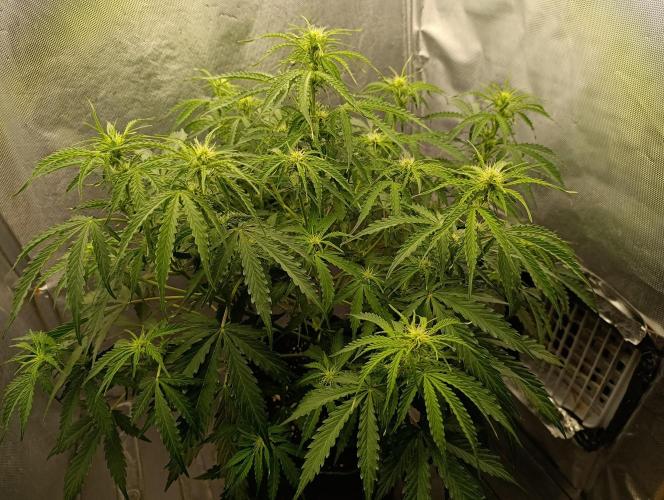 Gorilla auto. Week 6 - Day 45