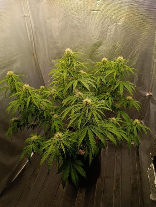 Gorilla auto. Week 7 - Day 52