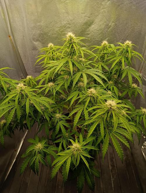 Gorilla auto. Week 7 - Day 52