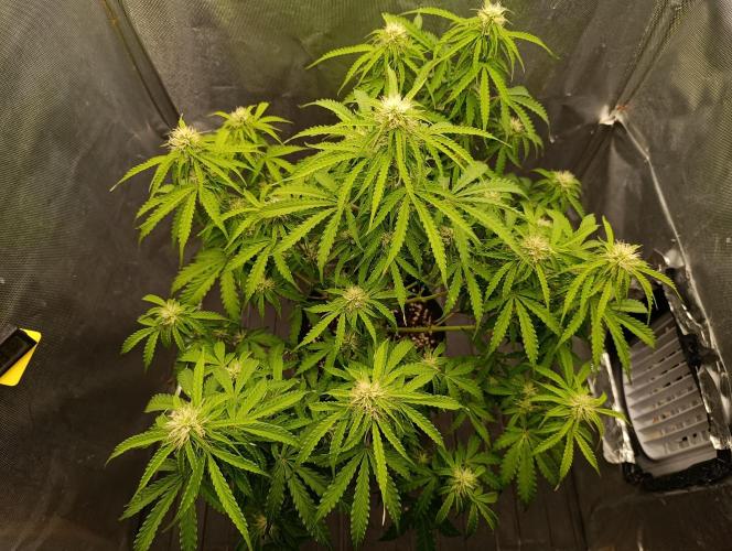 Gorilla auto. Week 7 - Day 52