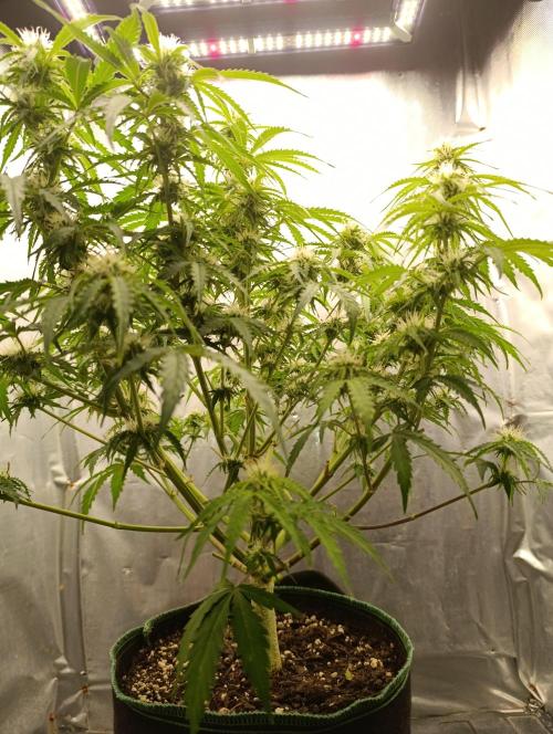 Gorilla auto. Week 7 - Day 52