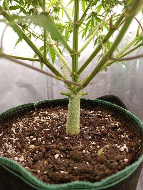 Gorilla auto. Week 7 - Real tree...