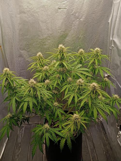 Gorilla auto. Week 7 - Day 56