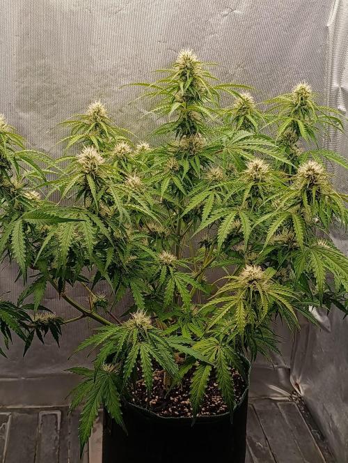 Gorilla auto. Week 7 - Day 56