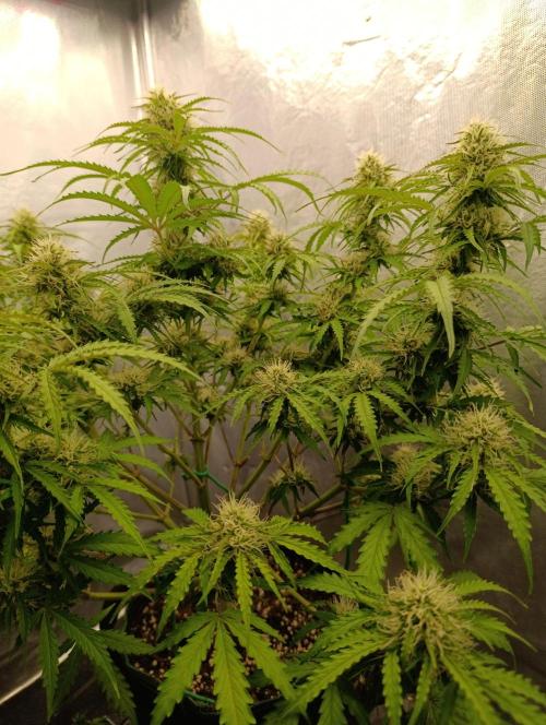 Gorilla auto. Week 8 - Day 59