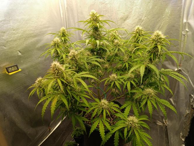 Gorilla auto. Week 8 - Day 59