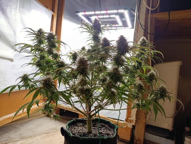 Gorilla auto. Week 9 - Day 67