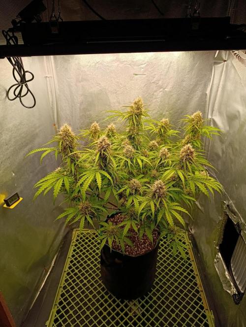 Gorilla auto. Week 10 - Day 73