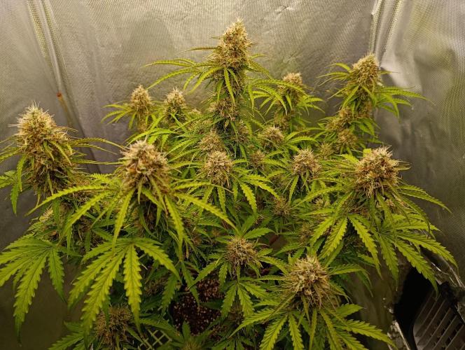 Gorilla auto. Week 10