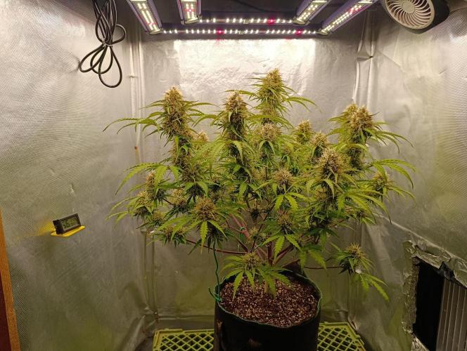 Gorilla auto. Week 10