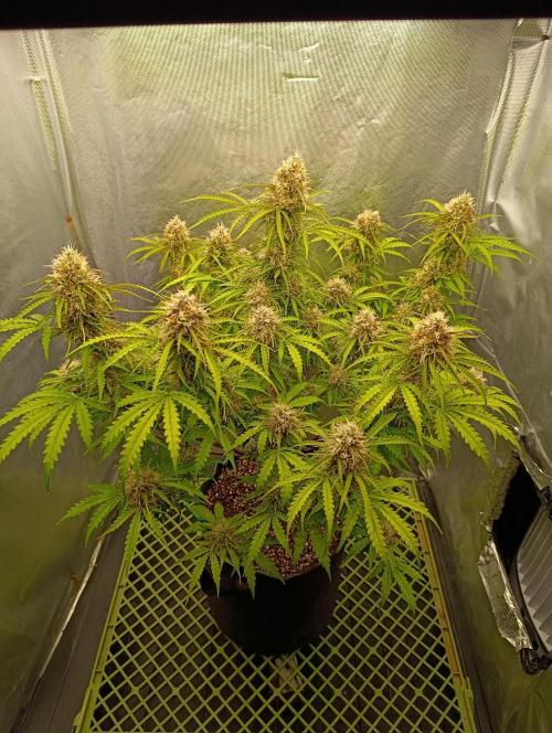 Gorilla auto. Week 10