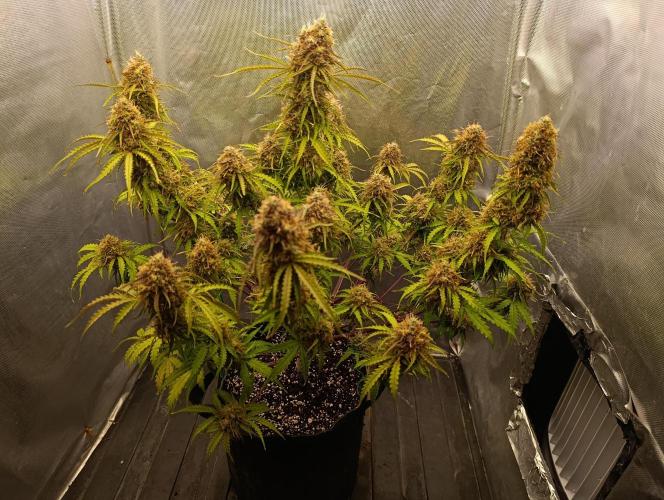 Gorilla auto. Week 11 - Day 81