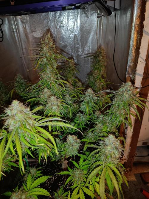 Gorilla auto. Week 11 - Day 81