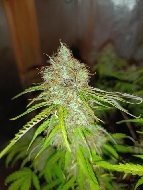 Gorilla auto. Week 11 - Day 81