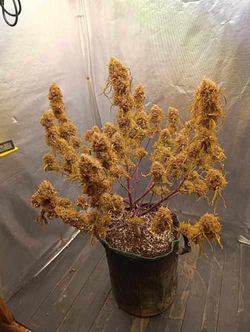 Gorilla auto. Week 12 - Day 91... The plant was ready for harvest at day 85.