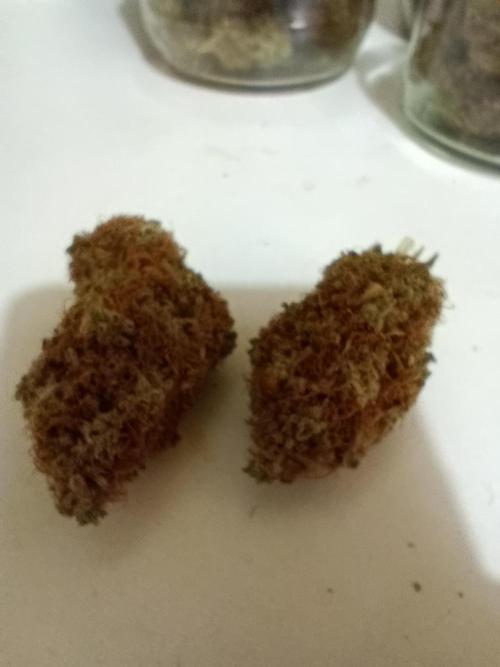 Gorilla auto. Week 12 - Rock hard buds...