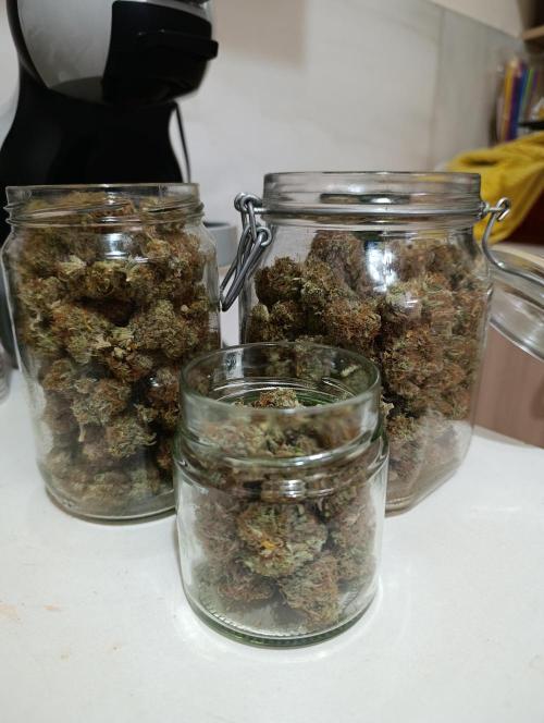 Gorilla auto. Week 12 - About 10 days in curing process...